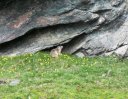 Una marmotta