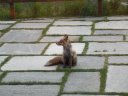 Una volpe che tutte le sere viene a far visita al Gabiet