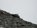 Uno stambecco si avvicina al rifugio
