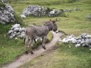 Somarello presso la Malga Pieralongia