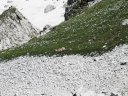 Camoscio