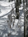 Foglie <i>pastellate</i> di neve