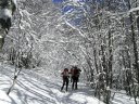 Salendo nel bosco incantato