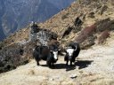 Due yak ci guardano curiosi