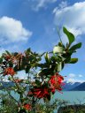 <i>Embothrium coccineum</i>