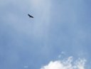 <i>El condor pasa!</i>