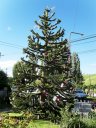 Albero di natale patagonico
