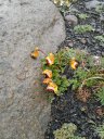 <i>Calceolaria uniflora</i>