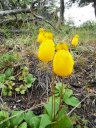 <i>Calceolaria biflora</i>
