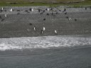 ...i pinguini!