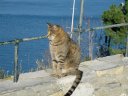 Micio ligure