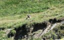 Una marmotta ci fissa curiosa