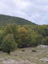I boschi cominciano a tingersi dei colori dell'autunno
