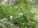 Stelle alpine