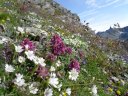 I mille colori della montagna