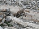 Un simpatico ospite del rifugio
