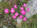 Un po' di fiori di montagna...