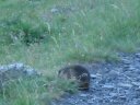 La signora marmotta