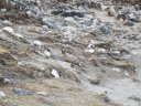 Una pernice di montagna, animale sacro per i buddhisti