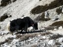 Uno yak con gli orecchini