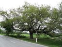 Una quercia monumentale sulla strada per Pienza